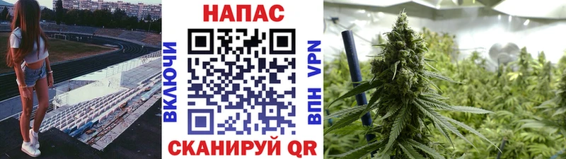 Бошки Шишки семена  Нальчик 